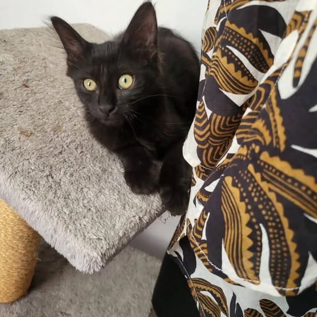 Chat noir sur son arbre à chat