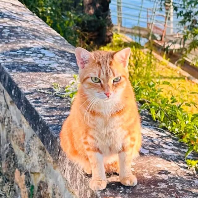 Chat roux assis sur un muret