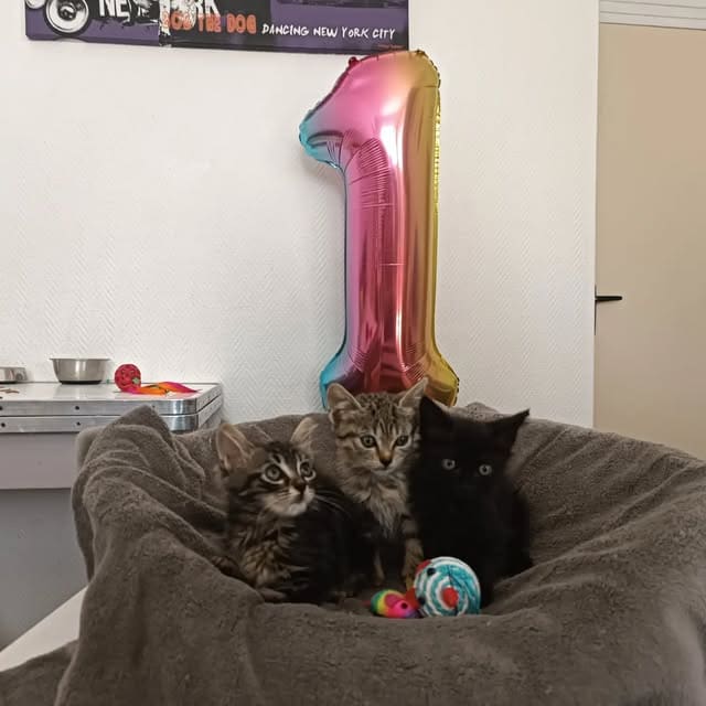 Chatons devant un ballon du premier anniversaire