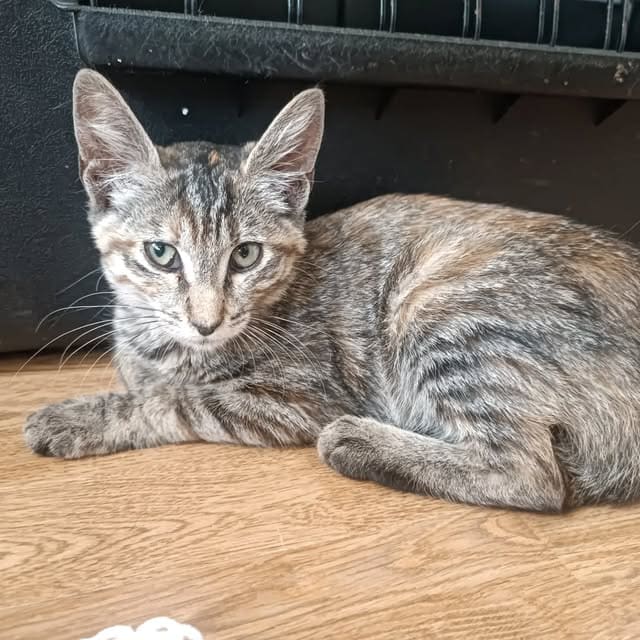 Chaton tigré allongé