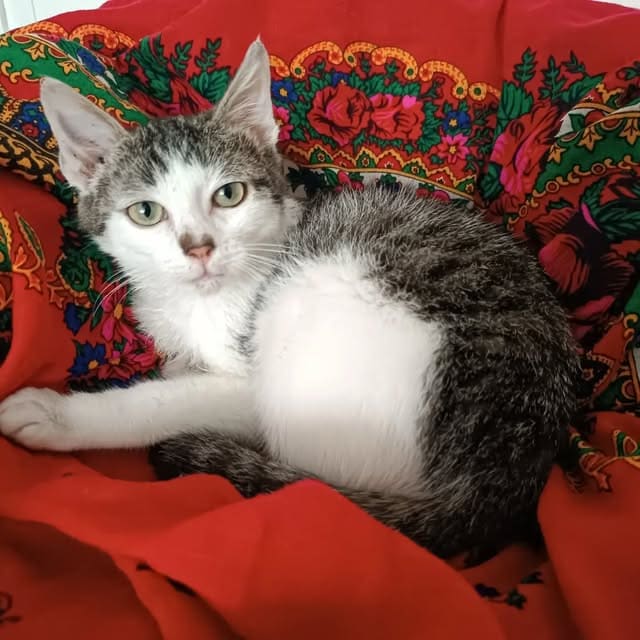 Chaton gris et blanc sur une couverture