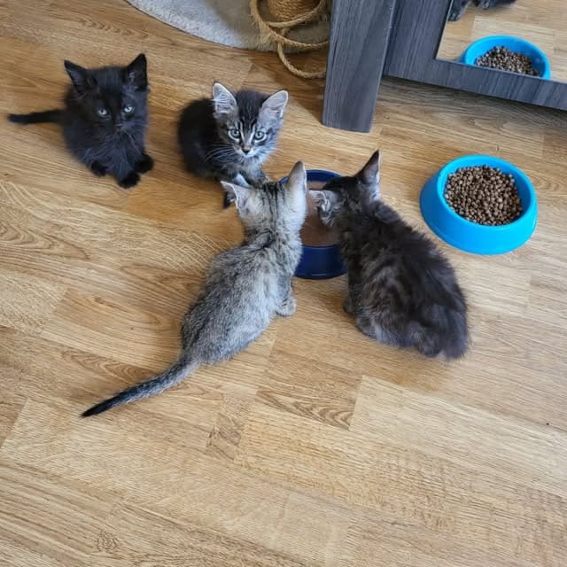 Trois chatons autour de leurs gamelles