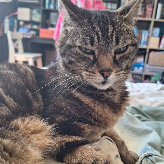 Chat tigré au repos